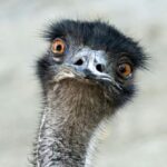 watch:-rookie-aussie-cop-in-hot-pursuit-as-runaway-emu-causes-havoc
