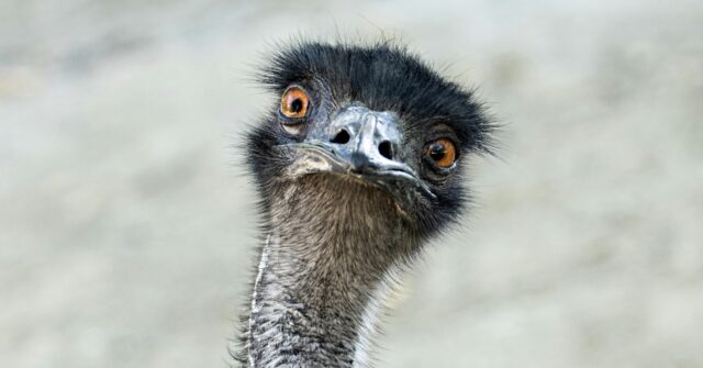 watch:-rookie-aussie-cop-in-hot-pursuit-as-runaway-emu-causes-havoc