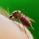 deadly-mosquito-borne-virus-claims-first-life-in-major-us-city-as-cases-spread