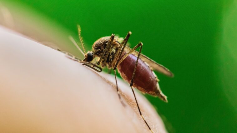 deadly-mosquito-borne-virus-claims-first-life-in-major-us-city-as-cases-spread