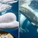 two-beluga-whales-die-at-chicago-aquarium,-including-1-rescued-from-shuttered-canada-park