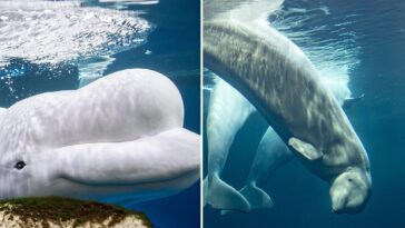 two-beluga-whales-die-at-chicago-aquarium,-including-1-rescued-from-shuttered-canada-park