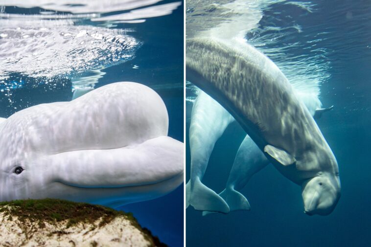 two-beluga-whales-die-at-chicago-aquarium,-including-1-rescued-from-shuttered-canada-park