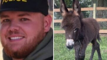 report-reveals-the-georgia-cop-who-killed-family’s-adorable-baby-donkey-and-his-stated-‘reason’-for-taking-the-animal’s-life