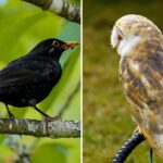 the-common-blackbird-hits-the-sweetest-notes-in-the-aviary-kingdom:-study