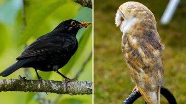 the-common-blackbird-hits-the-sweetest-notes-in-the-aviary-kingdom:-study