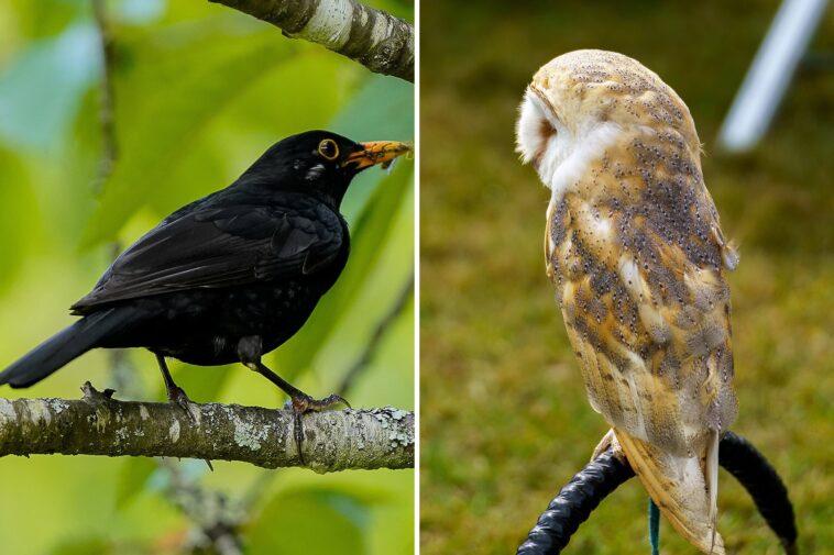 the-common-blackbird-hits-the-sweetest-notes-in-the-aviary-kingdom:-study