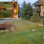 montana-woman-uses-bear-spray-to-save-her-3-dogs-from-moose-ambush,-wild-video-shows