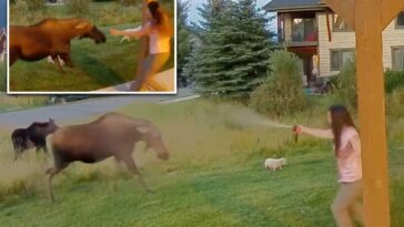 montana-woman-uses-bear-spray-to-save-her-3-dogs-from-moose-ambush,-wild-video-shows