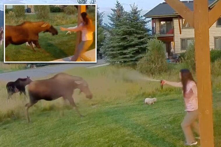 montana-woman-uses-bear-spray-to-save-her-3-dogs-from-moose-ambush,-wild-video-shows
