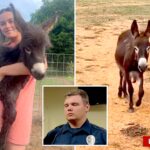 georgia-cop-reveals-why-he-killed-baby-donkey-heehaw-as-owner-shares-heartbreaking-video-of-beloved-animal’s-final-days