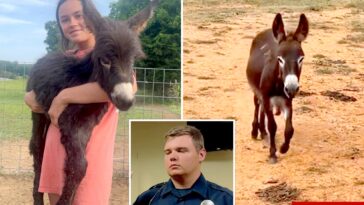 georgia-cop-reveals-why-he-killed-baby-donkey-heehaw-as-owner-shares-heartbreaking-video-of-beloved-animal’s-final-days