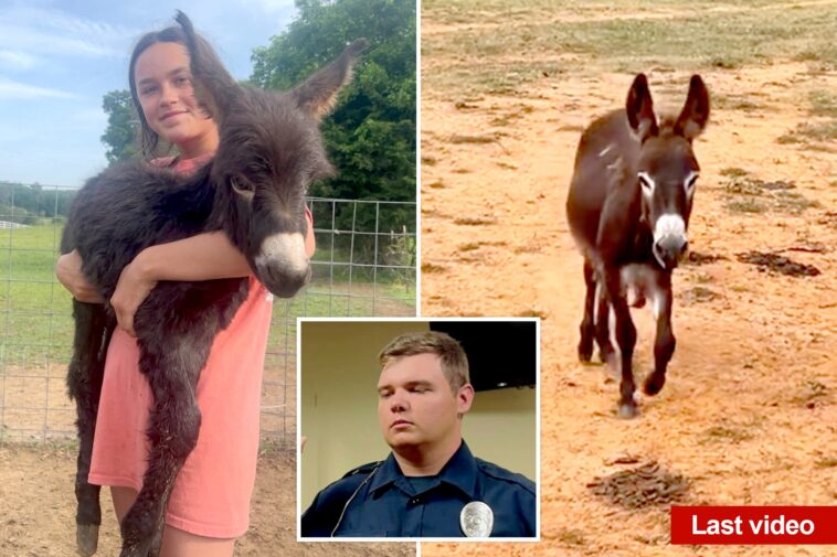 georgia-cop-reveals-why-he-killed-baby-donkey-heehaw-as-owner-shares-heartbreaking-video-of-beloved-animal’s-final-days