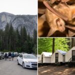 yosemite-visitors-rage-after-rabies-case-revealed-months-after-infected-bat-found-dead-at-famed-camp