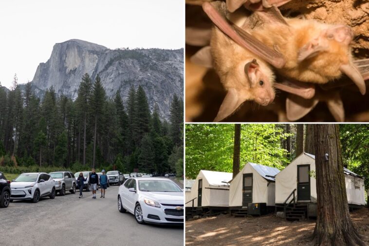 yosemite-visitors-rage-after-rabies-case-revealed-months-after-infected-bat-found-dead-at-famed-camp