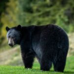 new-mexico-man-mauled-to-death-by-bear-inside-his-own-home