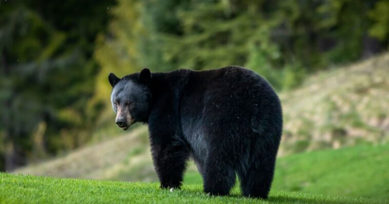 new-mexico-man-mauled-to-death-by-bear-inside-his-own-home