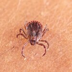 scientists-discover-new-tick-borne-virus-after-testing-thousands-of-patients-with-mysterious-illnesses