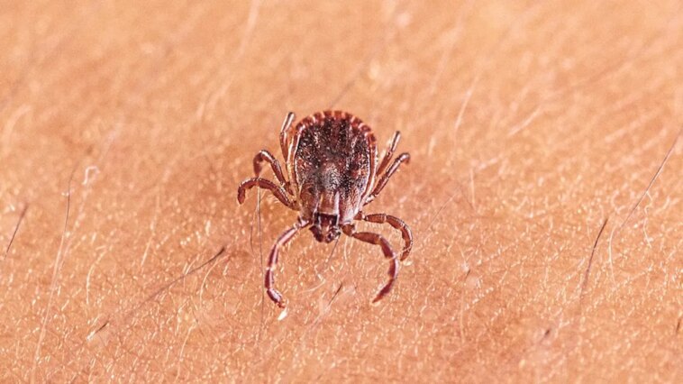 scientists-discover-new-tick-borne-virus-after-testing-thousands-of-patients-with-mysterious-illnesses