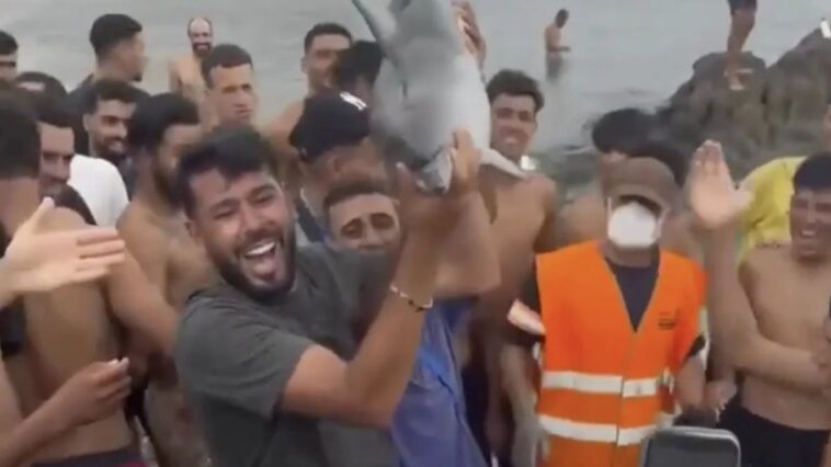 migrants-beat-baby-dolphin-to-death,-parade-carcass-like-trophy