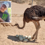 mysterious-ostrich-massacre-sweeps-mojave-desert-as-politician’s-flock-targeted