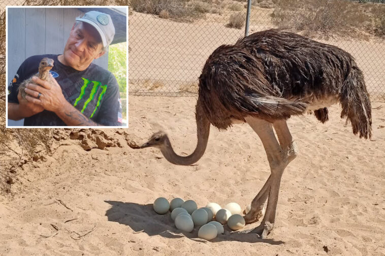 mysterious-ostrich-massacre-sweeps-mojave-desert-as-politician’s-flock-targeted