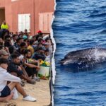 migrants-spark-outrage-after-video-shows-baby-dolphin-beaten-during-beach-celebration