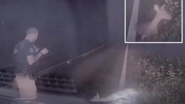 texas-deputy-jumps-out-of-his-skin,-screams-as-‘dead’-deer-springs-back-to-life-in-hilarious-video