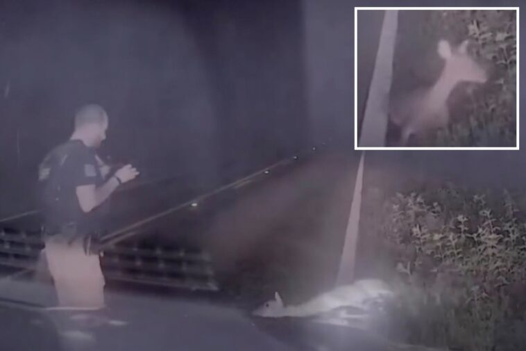 texas-deputy-jumps-out-of-his-skin,-screams-as-‘dead’-deer-springs-back-to-life-in-hilarious-video