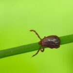scientists-discover-new-tick-borne-virus-after-spread-of-mystery-illness