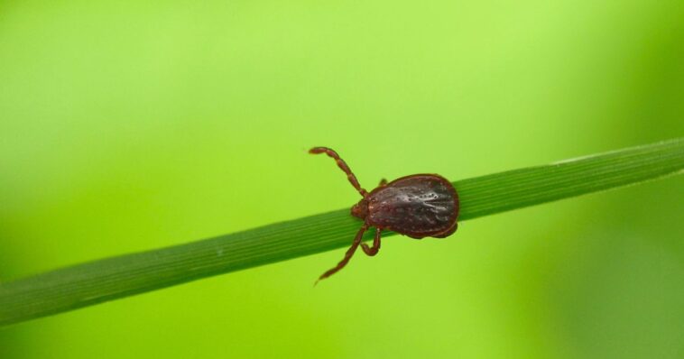 scientists-discover-new-tick-borne-virus-after-spread-of-mystery-illness
