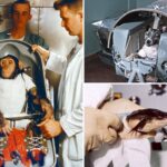 how-hero-astronaut-animals-paved-the-road-to-modern-space-travel
