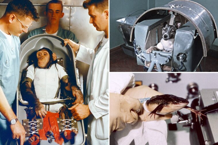 how-hero-astronaut-animals-paved-the-road-to-modern-space-travel