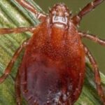 scientists-in-china-discover-new-tick-borne-zoonotic-virus-that-causes-flu-like-illness-and-liver-problems