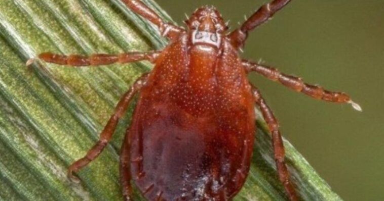 scientists-in-china-discover-new-tick-borne-zoonotic-virus-that-causes-flu-like-illness-and-liver-problems
