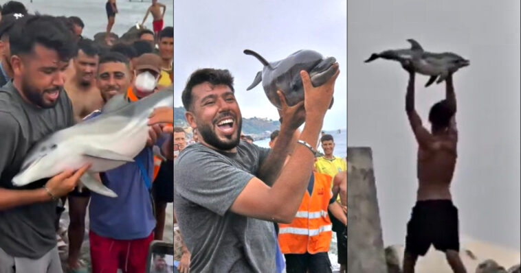 outrage-as-ceuta-migrant-invaders-reportedly-beat-baby-dolphin-to-death-and-parade-it-along-the-beach-(shock-videos)