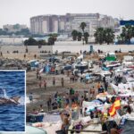 vile-video-shows-migrants-in-ceuta-gleefully-beating-baby-dolphin