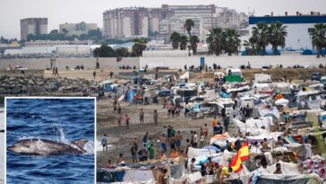 vile-video-shows-migrants-in-ceuta-gleefully-beating-baby-dolphin