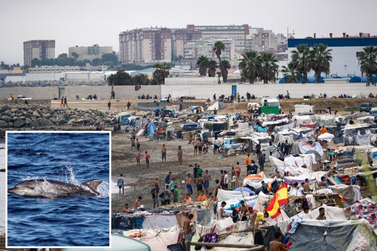 vile-video-shows-migrants-in-ceuta-gleefully-beating-baby-dolphin