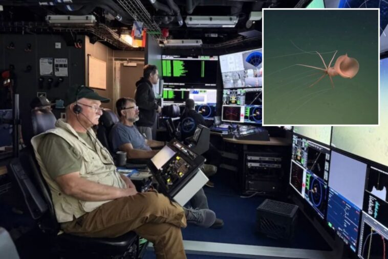 haunting-sea-creature-spotted-off-california-coast-for-first-time-ever