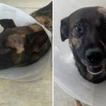 hero-san-diego-sheriff’s-k-9-stabbed-in-face-while-taking-on-burglar-in-escondido