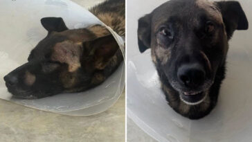 hero-san-diego-sheriff’s-k-9-stabbed-in-face-while-taking-on-burglar-in-escondido