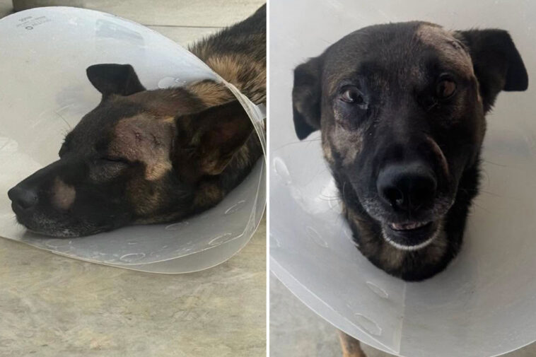 hero-san-diego-sheriff’s-k-9-stabbed-in-face-while-taking-on-burglar-in-escondido