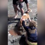 going-viral-again:-disturbing-2013-video-shows-now-sen.-mark-kelly-yanking-family-dog-off-dying-sea-lion-pup-on-laguna-beach-—-pup-died,-no-charges-filed