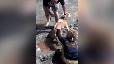 going-viral-again:-disturbing-2013-video-shows-now-sen.-mark-kelly-yanking-family-dog-off-dying-sea-lion-pup-on-laguna-beach-—-pup-died,-no-charges-filed