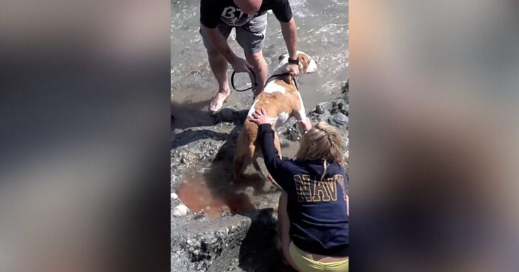 going-viral-again:-disturbing-2013-video-shows-now-sen.-mark-kelly-yanking-family-dog-off-dying-sea-lion-pup-on-laguna-beach-—-pup-died,-no-charges-filed