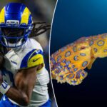 davante-adams’-australia-research-takes-deadly-turn-before-rams-opener