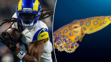 davante-adams’-australia-research-takes-deadly-turn-before-rams-opener