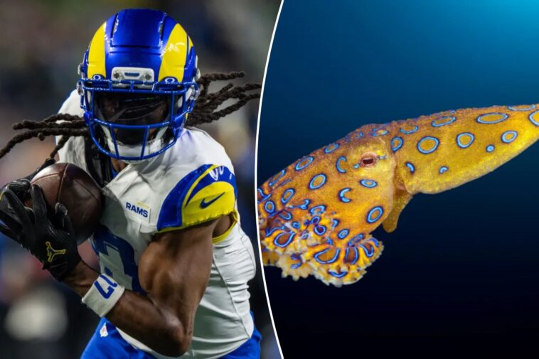 davante-adams’-australia-research-takes-deadly-turn-before-rams-opener