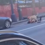 massive-pitbull-viciously-mauls-woman-on-california-street-as-blood-drips-off-its-face